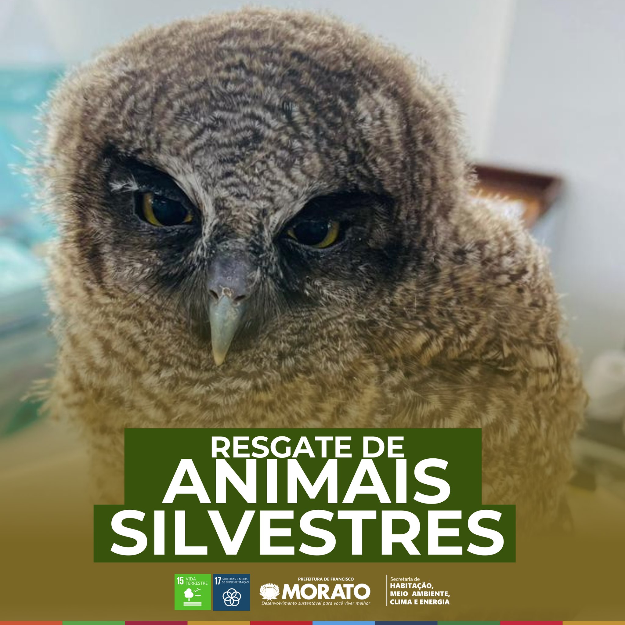 Resgate De Animais Silvestres Jornal Cidade Agora